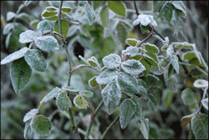 Rosblad med frost
